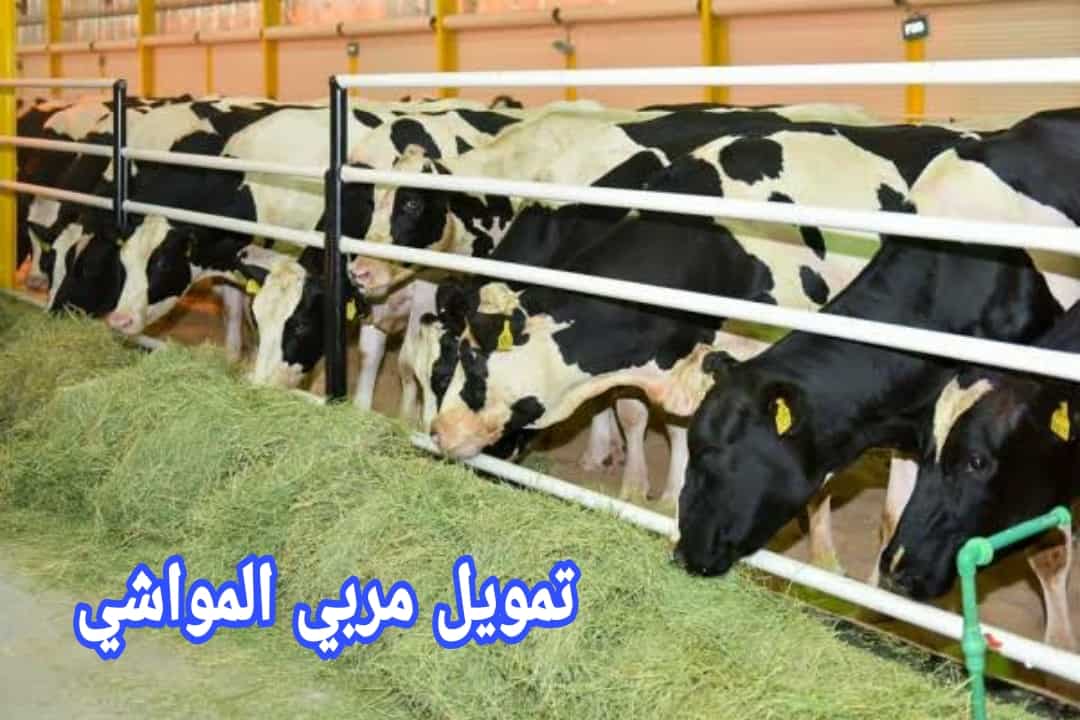 تمويل مربي المواشي