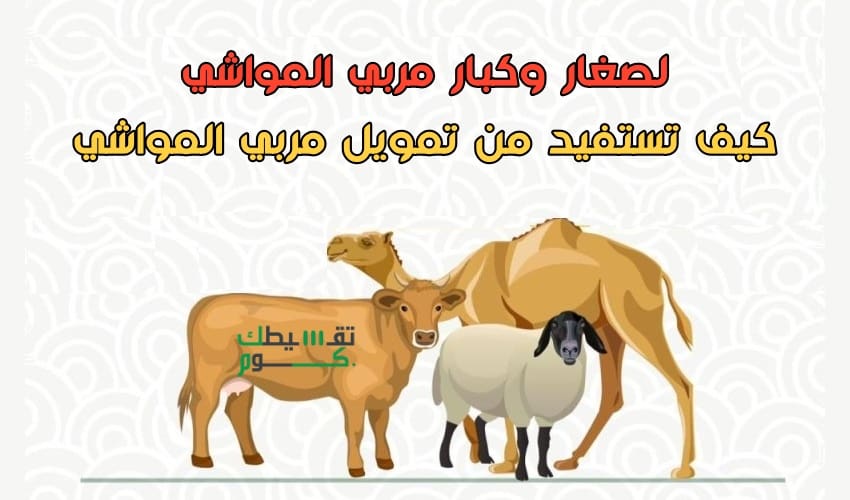 تمويل مربي المواشي السعوديين .. كيفية دعم صغار مربي المواشي بمبلغ 100 الف ريال ؟